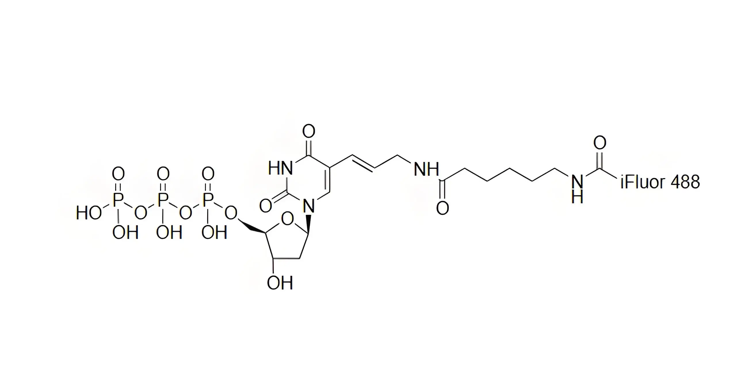 iFluor488-dUTP，iFluor488-脫氧尿苷三磷酸在dsDNA標(biāo)記中的應(yīng)用